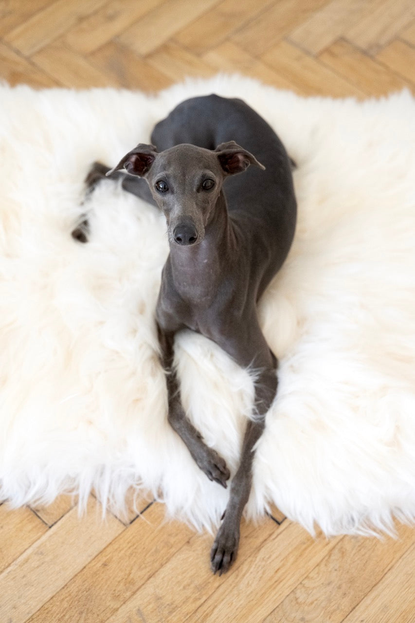"Italian Greyhound lying on a natural white sheepskin pet mat on wooden parquet floor"