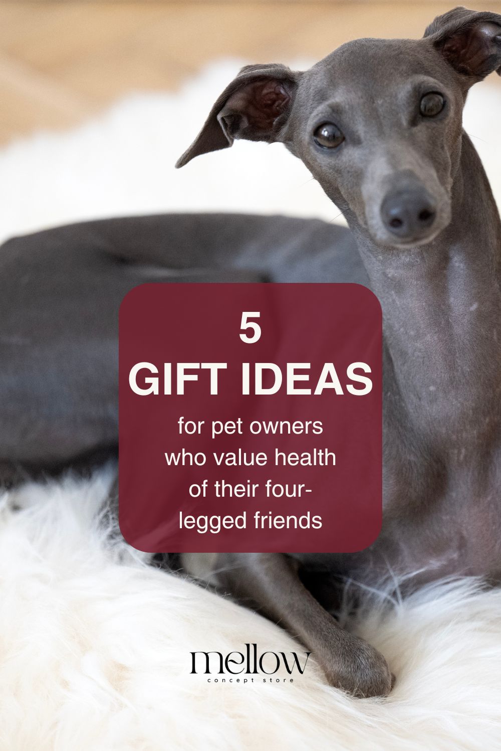 5 Gift Ideas for Pet Owners Who Value the Health of Their Four-Legged Friends