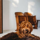 A brown dog lounging on an Oval Natural Sheepskin Pet Bed in a living room from Mellow Pet Store.
