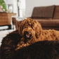 A brown dog lounging on an Oval Natural Sheepskin Pet Bed in Chocolate Brown from Mellow Pet Store.