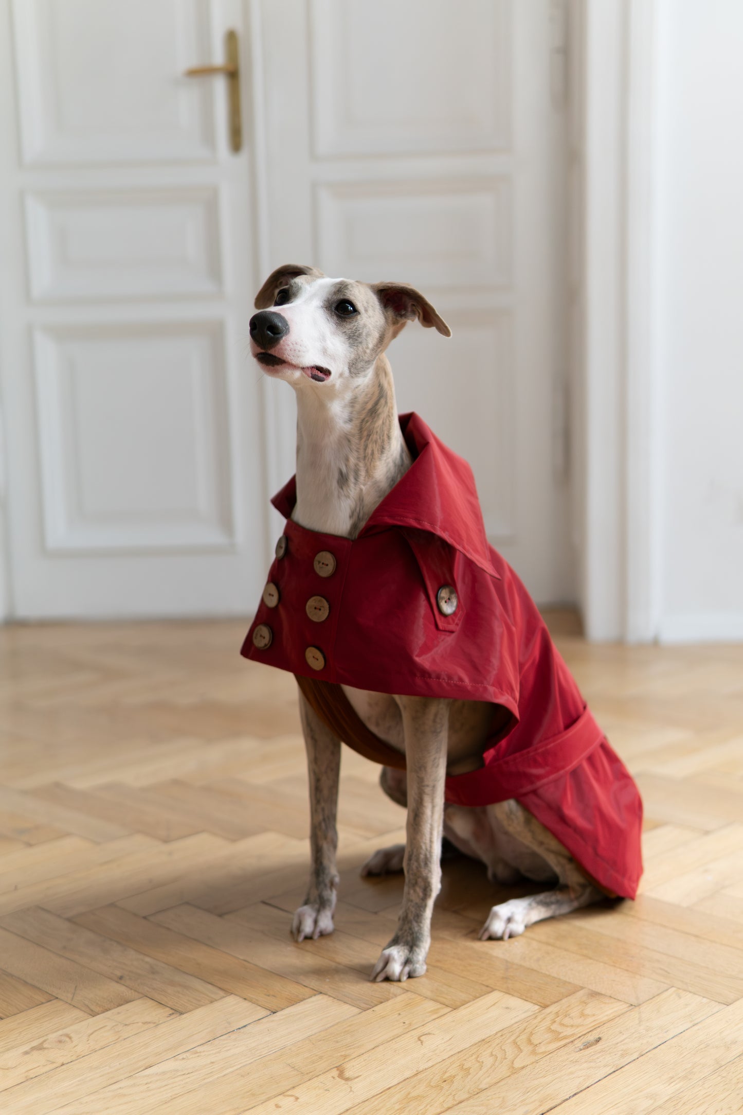 Water-repellent Dog Trench Coat - Burgundy Red