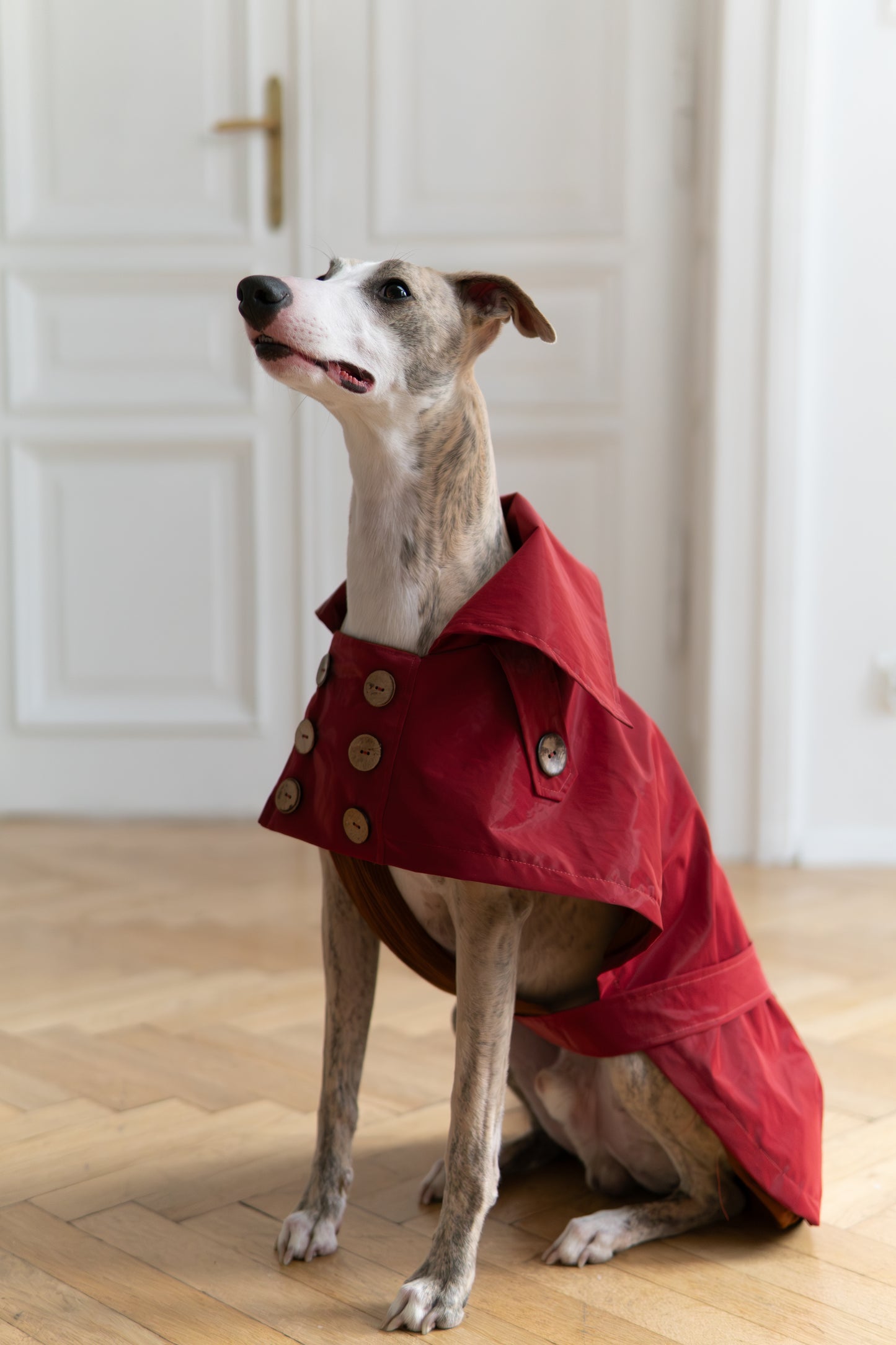 Water-repellent Dog Trench Coat - Burgundy Red