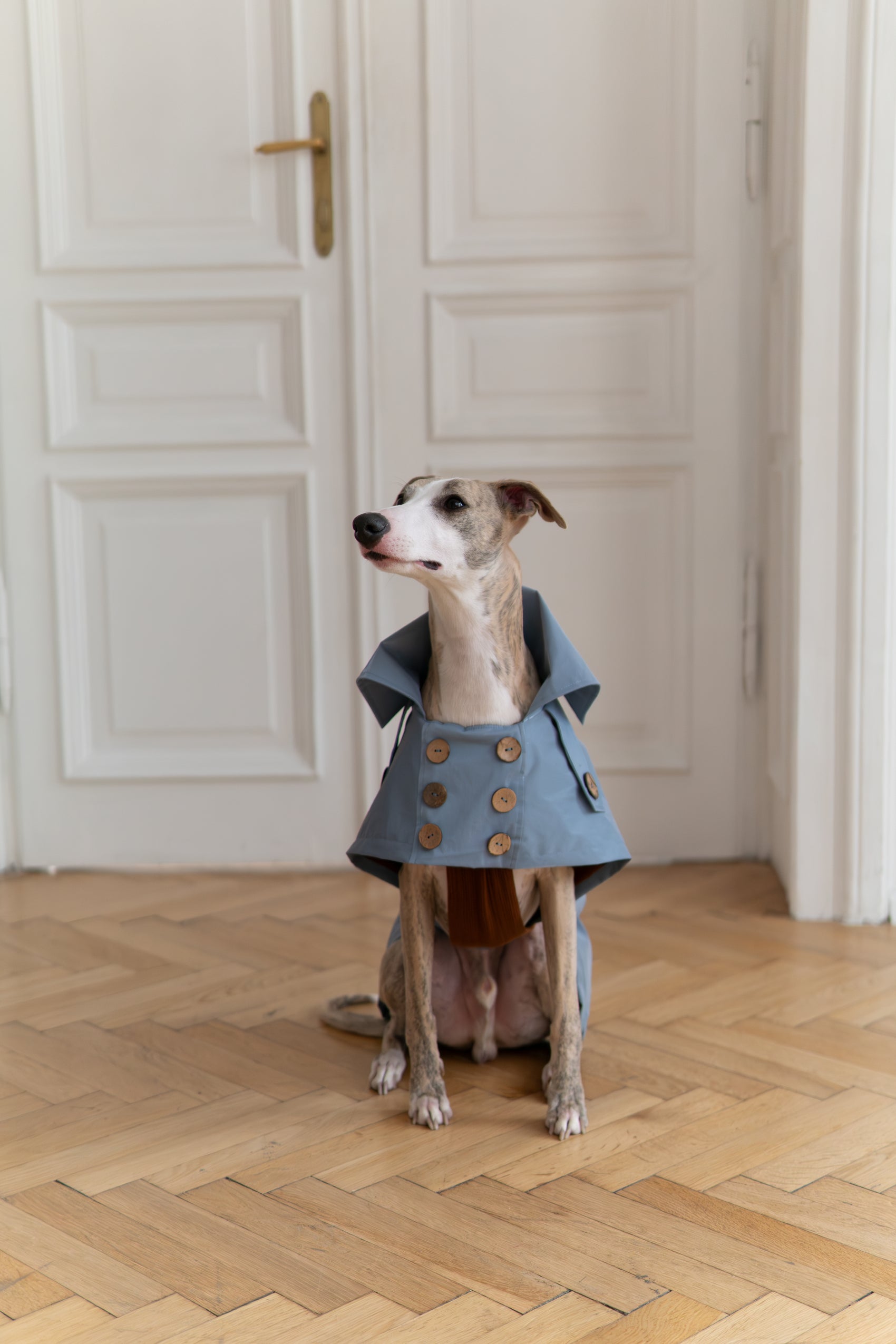 Water-repellent Dog Trench Coat - Light Blue