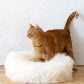 Round Natural Sheepskin Pet Bed - White