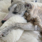 A greyhound dog resting on a Mellow Pet Store Natural Sheepskin Dog Tug Toy.