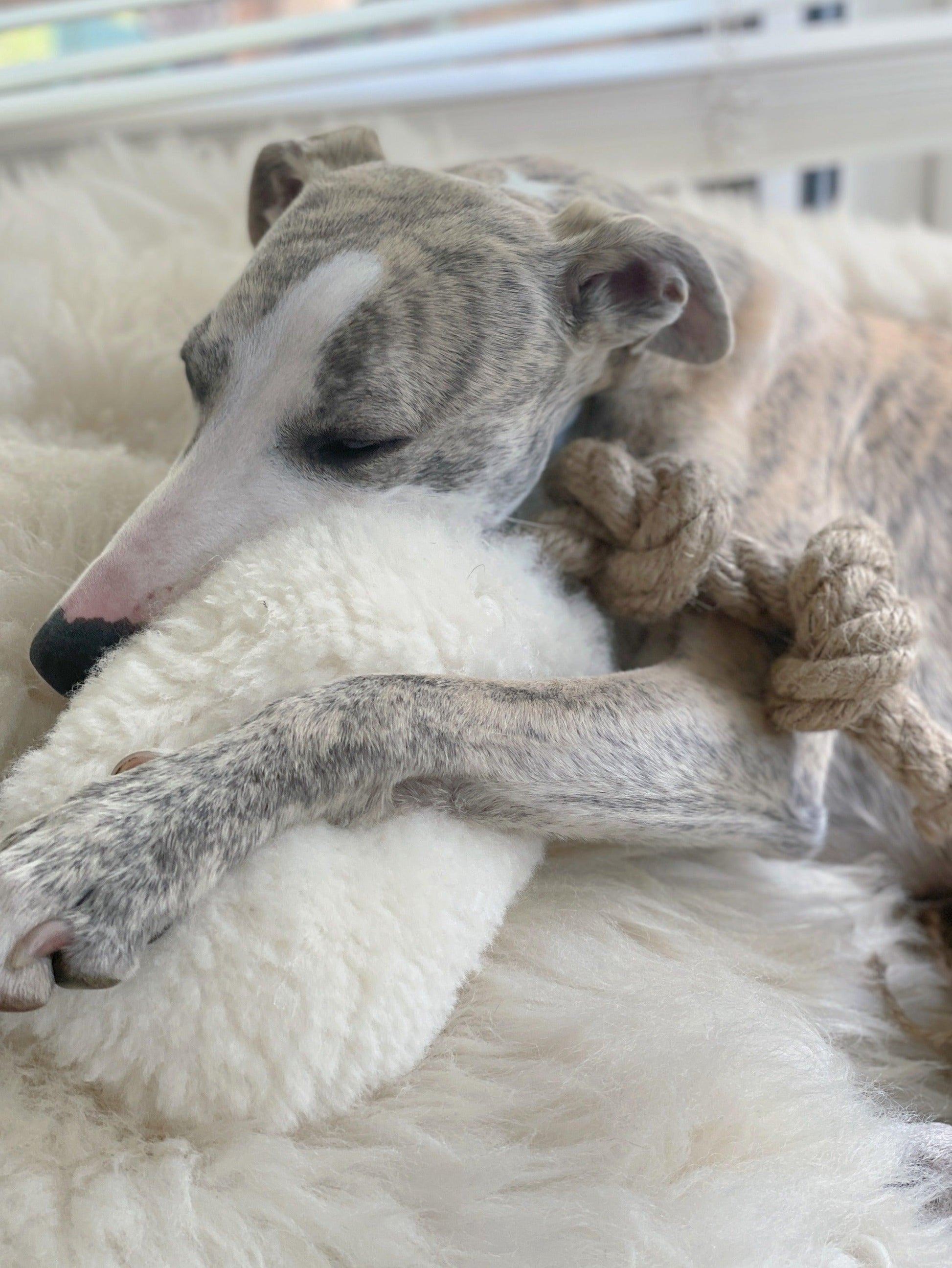 A greyhound dog resting on a Mellow Pet Store Natural Sheepskin Dog Tug Toy.