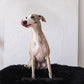 A greyhound dog is sitting on an Oval Natural Sheepskin Pet Bed in Black from Mellow Pet Store in front of a painting, surrounded by organic pet accessories.