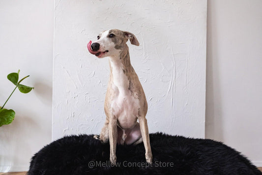 A greyhound dog is sitting on an Oval Natural Sheepskin Pet Bed in Black from Mellow Pet Store in front of a painting, surrounded by organic pet accessories.