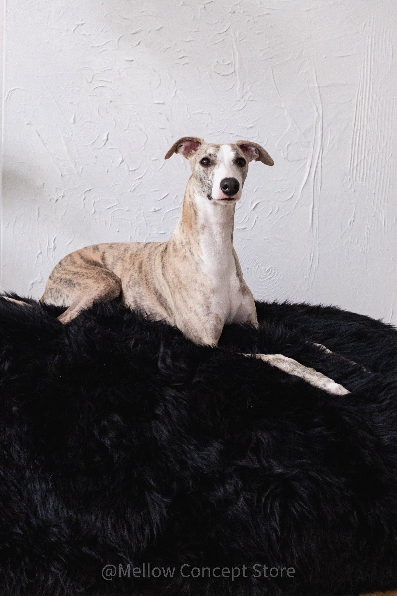 A greyhound dog lounging on a Mellow Pet Store Oval Natural Sheepskin Pet Bed in black.