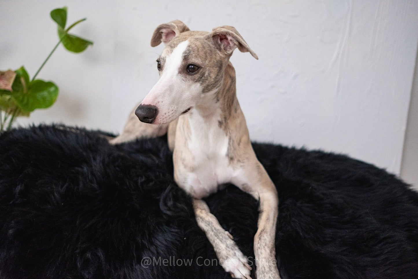 A greyhound dog lounging on an Oval Natural Sheepskin Pet Bed in black, made by Mellow Pet Store.