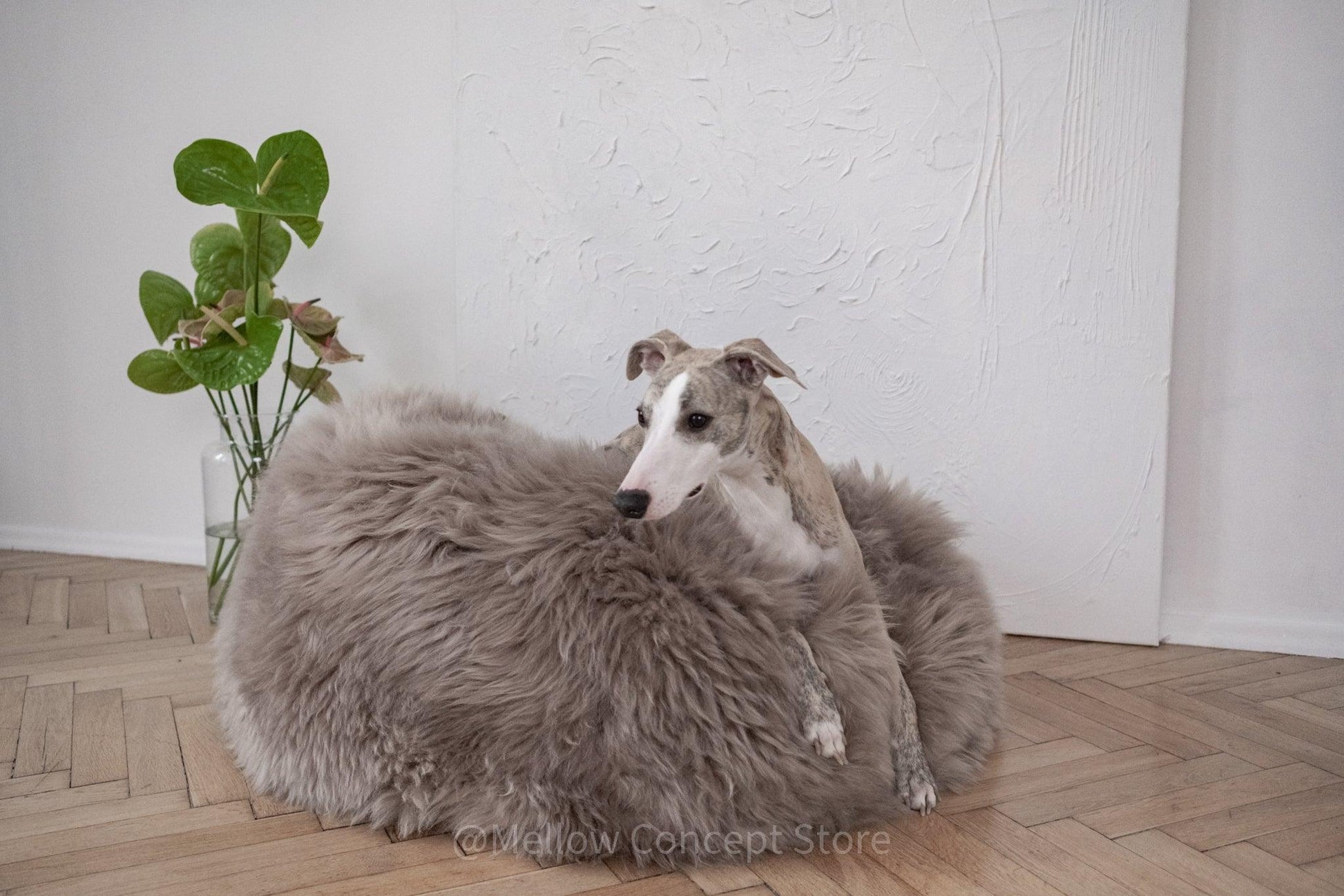A dog is perched on a fluffy Oval Natural Sheepskin Pet Bed from Mellow Pet Store.