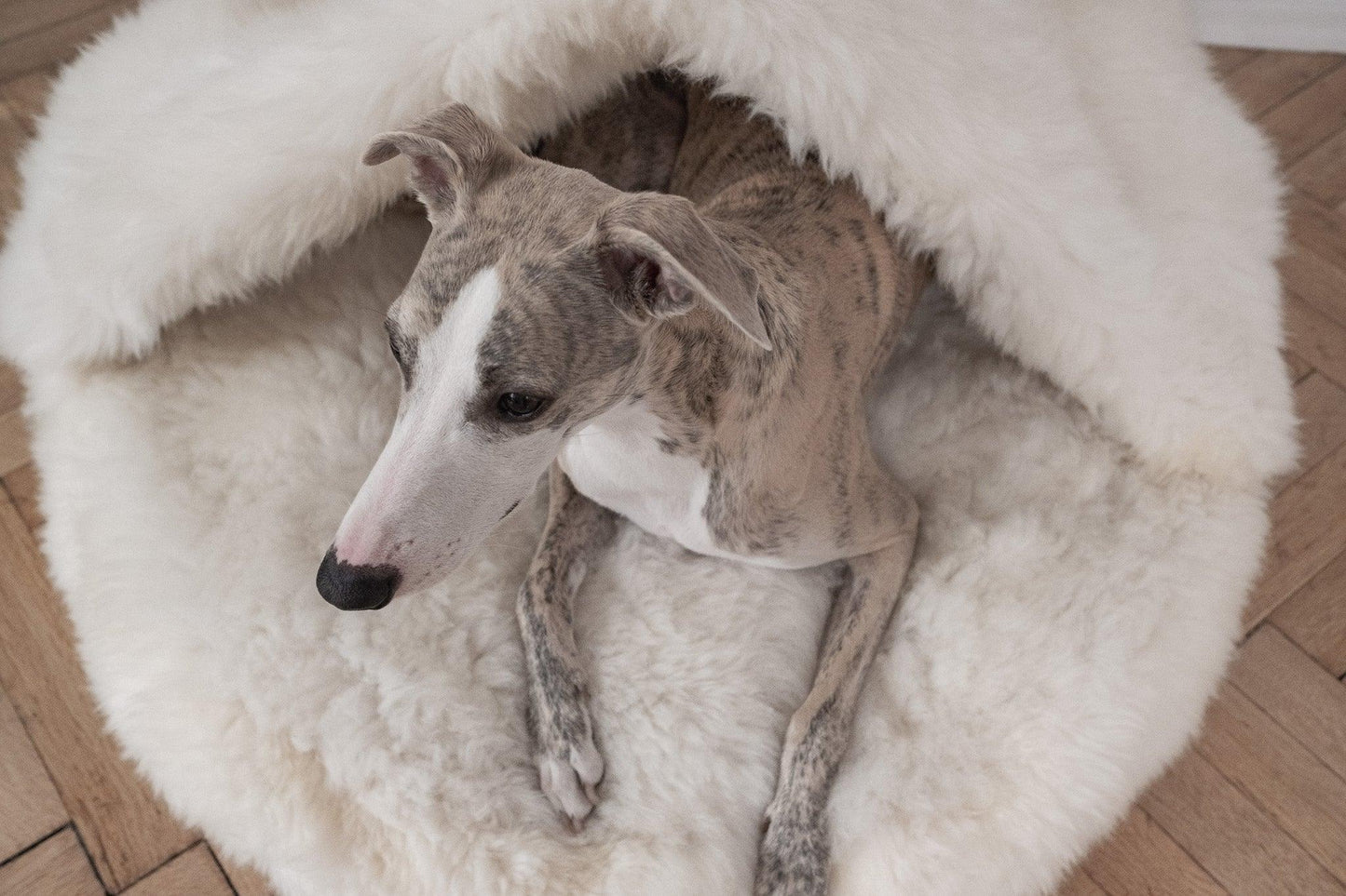 A greyhound dog resting in a Natural Sheepskin Pet Cave - White by Mellow Pet Store.