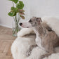A greyhound dog relaxing on a Mellow Pet Store Natural Sheepskin Pet Cave - White.