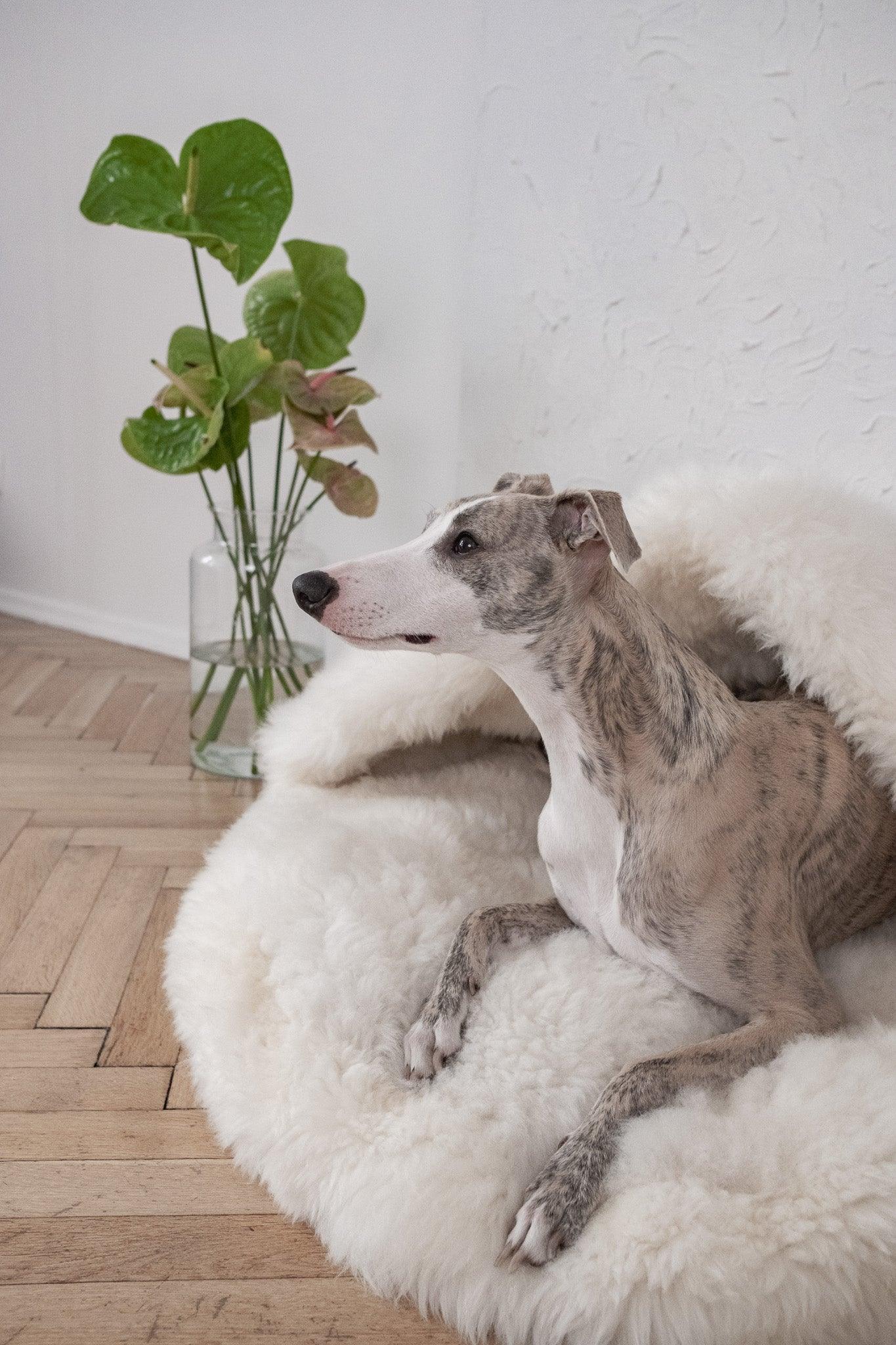 A greyhound dog relaxing on a Mellow Pet Store Natural Sheepskin Pet Cave - White.