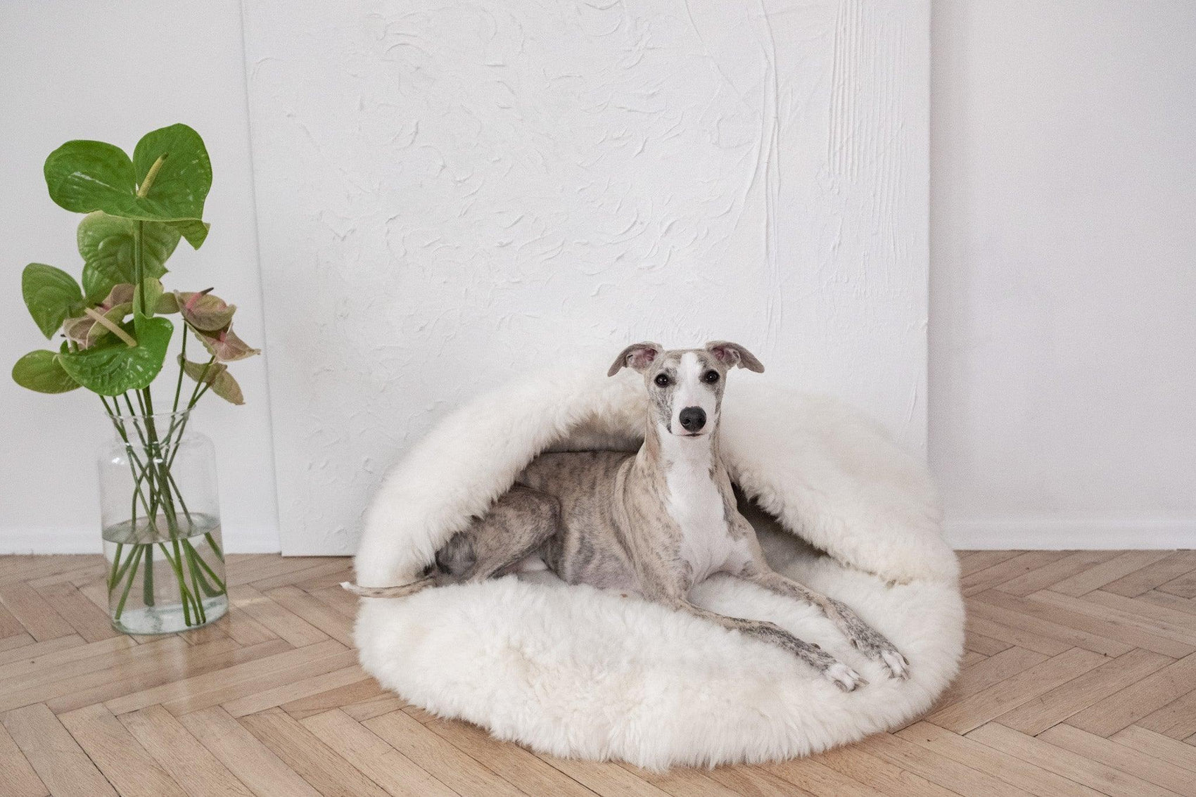 A greyhound dog lounging in a Mellow Pet Store Natural Sheepskin Pet Cave - White.