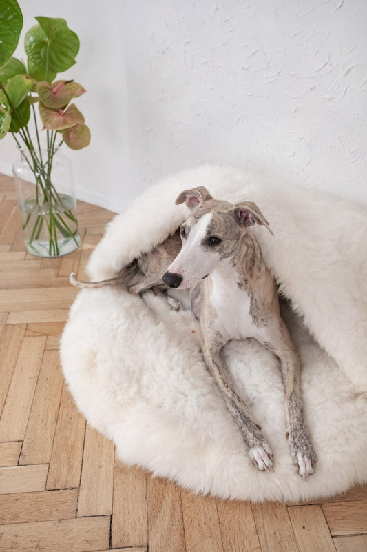 A greyhound dog laying in a Mellow Pet Store Natural Sheepskin Pet Cave - White.