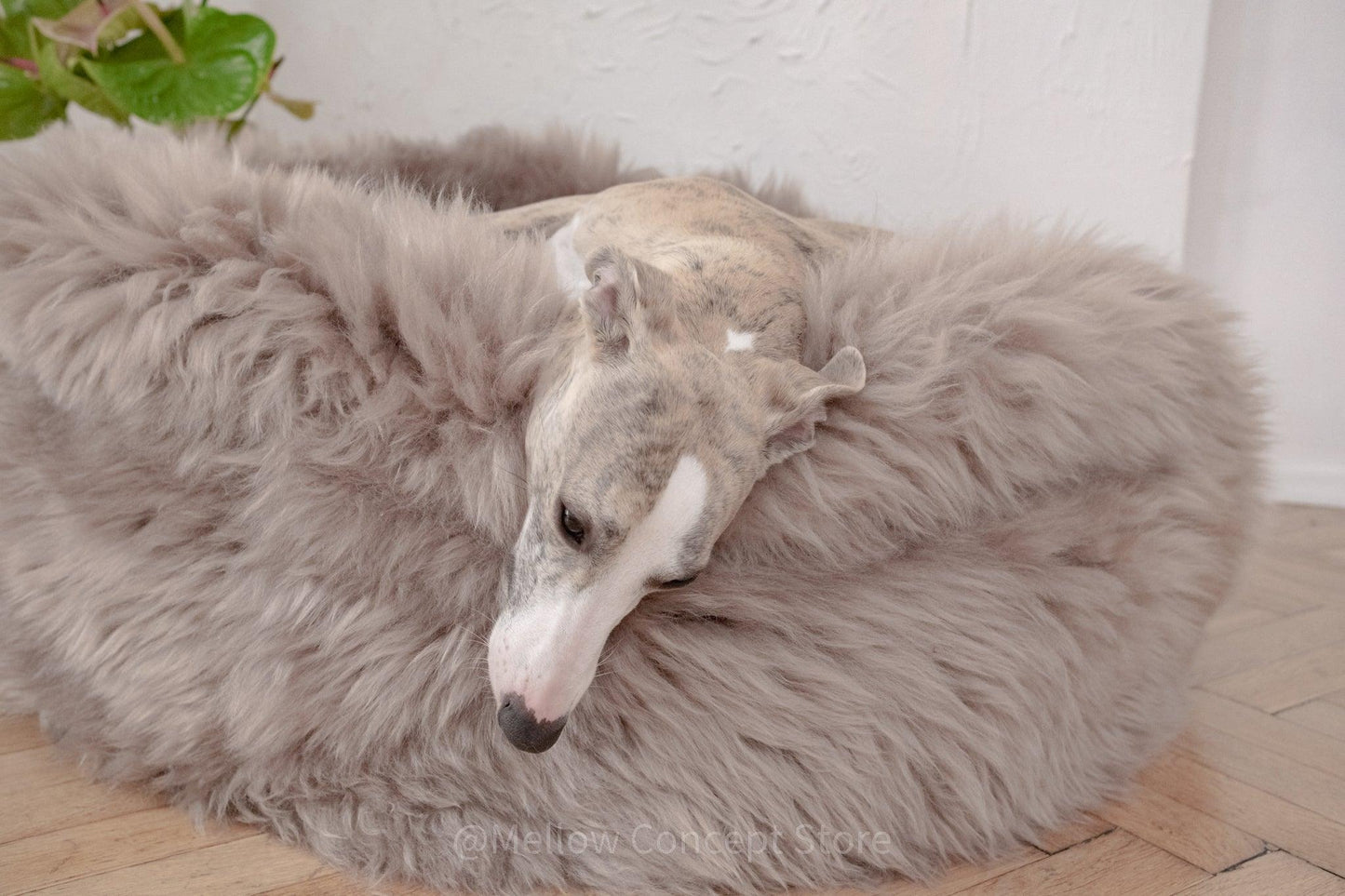 A dog lounging in a Oval Natural Sheepskin Pet Bed - Greige from Mellow Pet Store.
