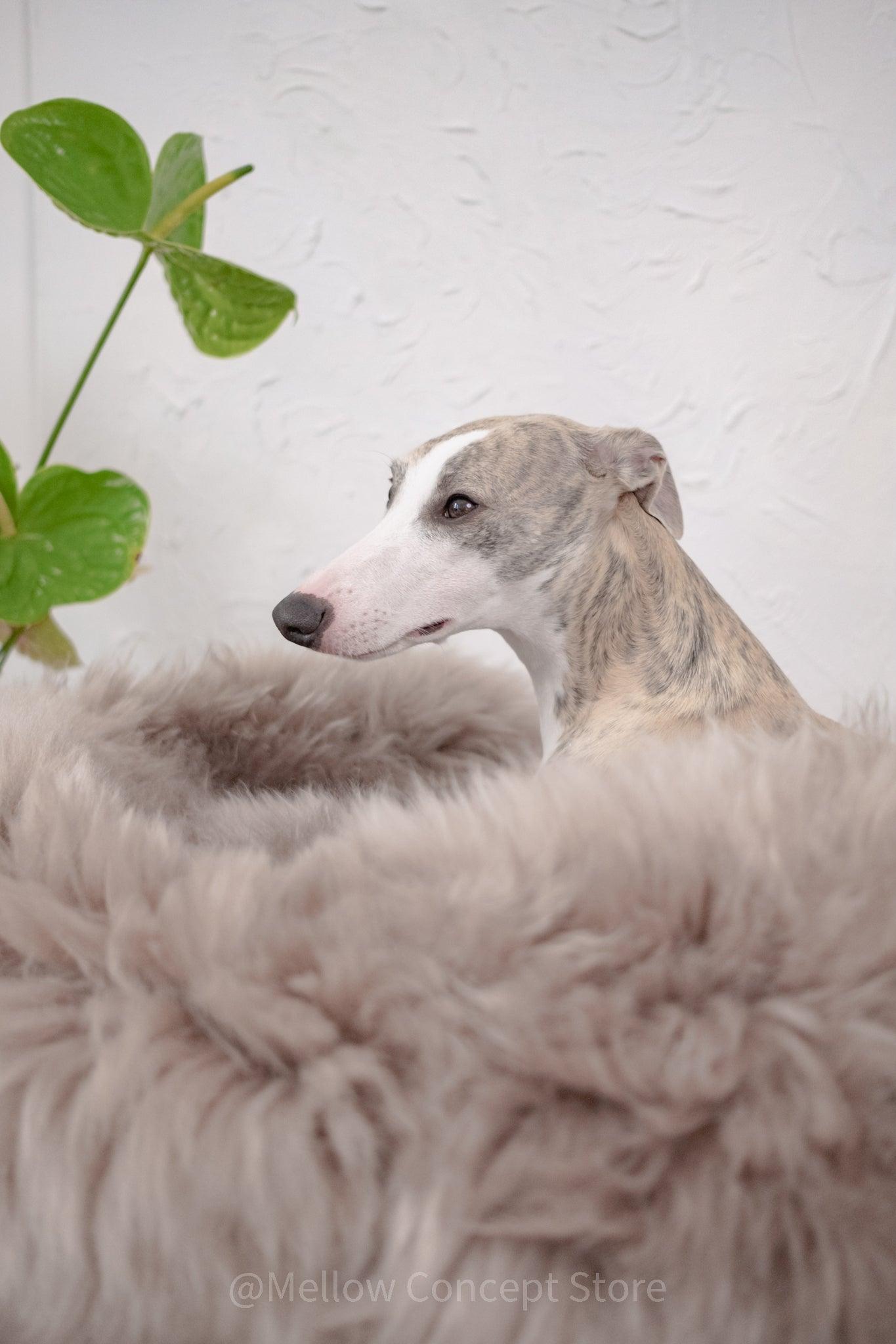 A greyhound dog resting on a fluffy Oval Natural Sheepskin Pet Bed - Greige made by Mellow Pet Store.