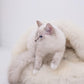 A white cat relaxing on a Natural Sheepskin Pet Cave - White from Mellow Pet Store.
