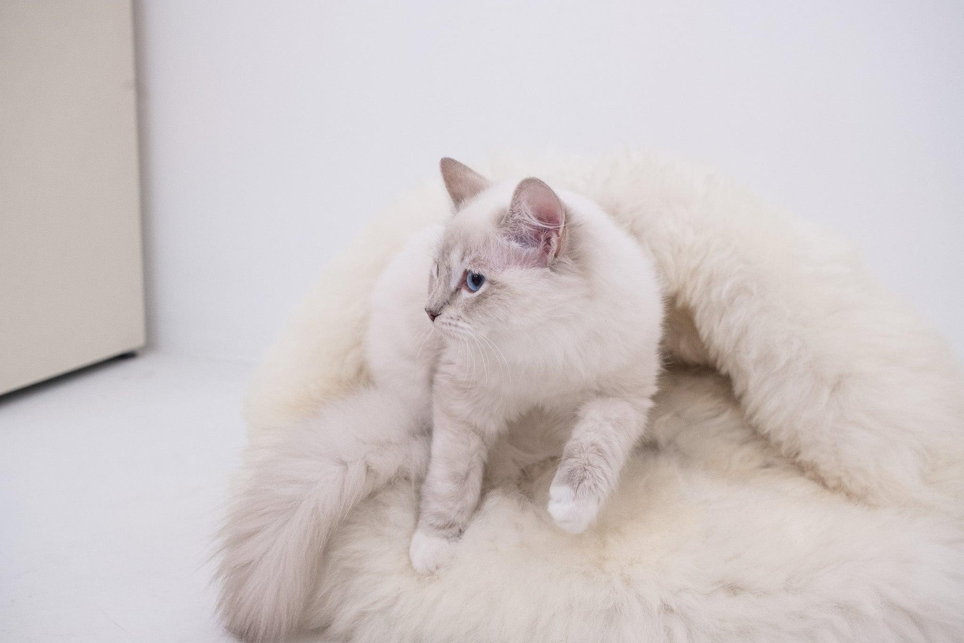 A white cat relaxing on a Natural Sheepskin Pet Cave - White from Mellow Pet Store.