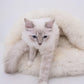 A white cat is lounging in a Natural Sheepskin Pet Cave - White from Mellow Pet Store.