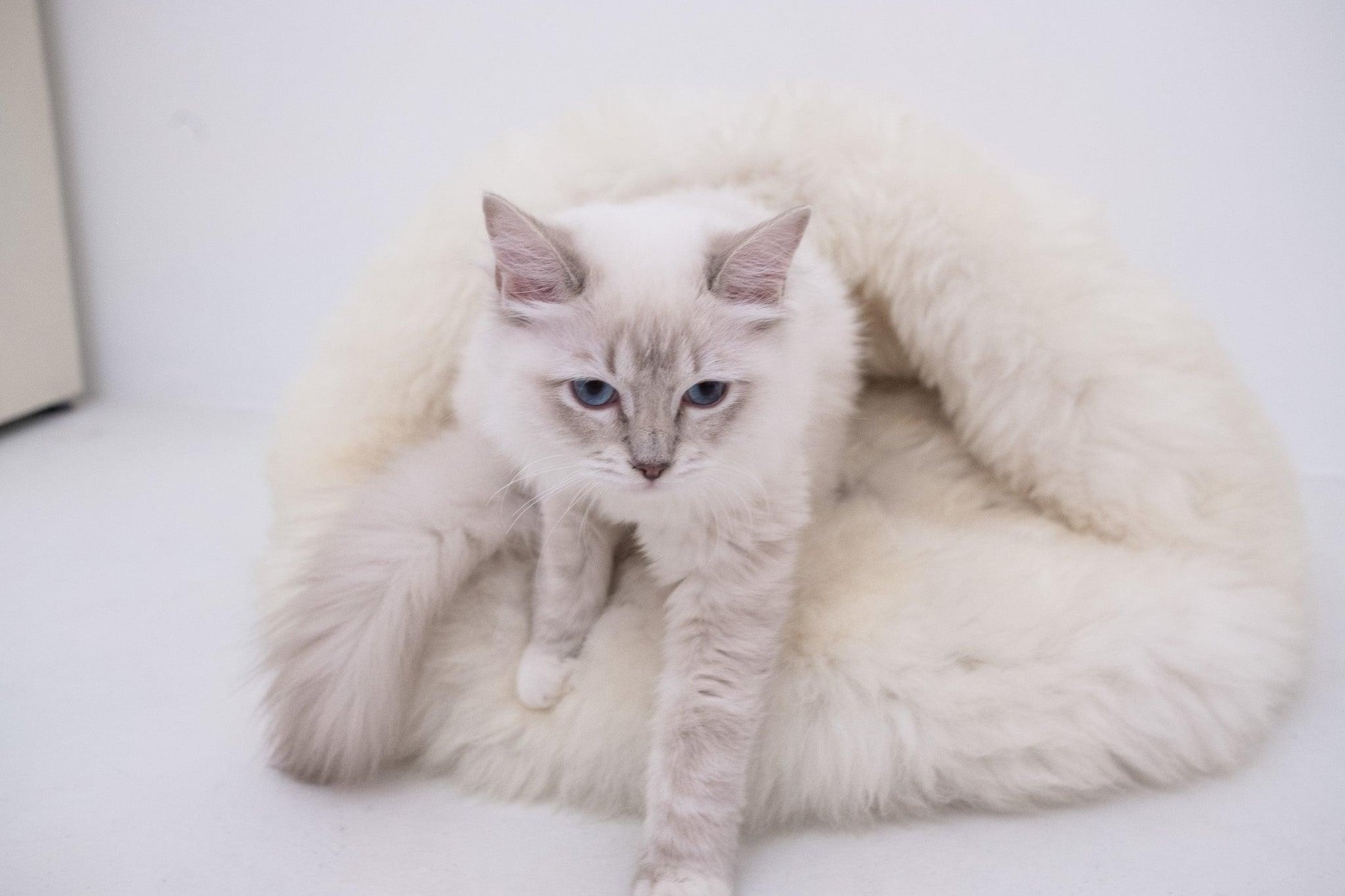 A white cat is lounging in a Natural Sheepskin Pet Cave - White from Mellow Pet Store.