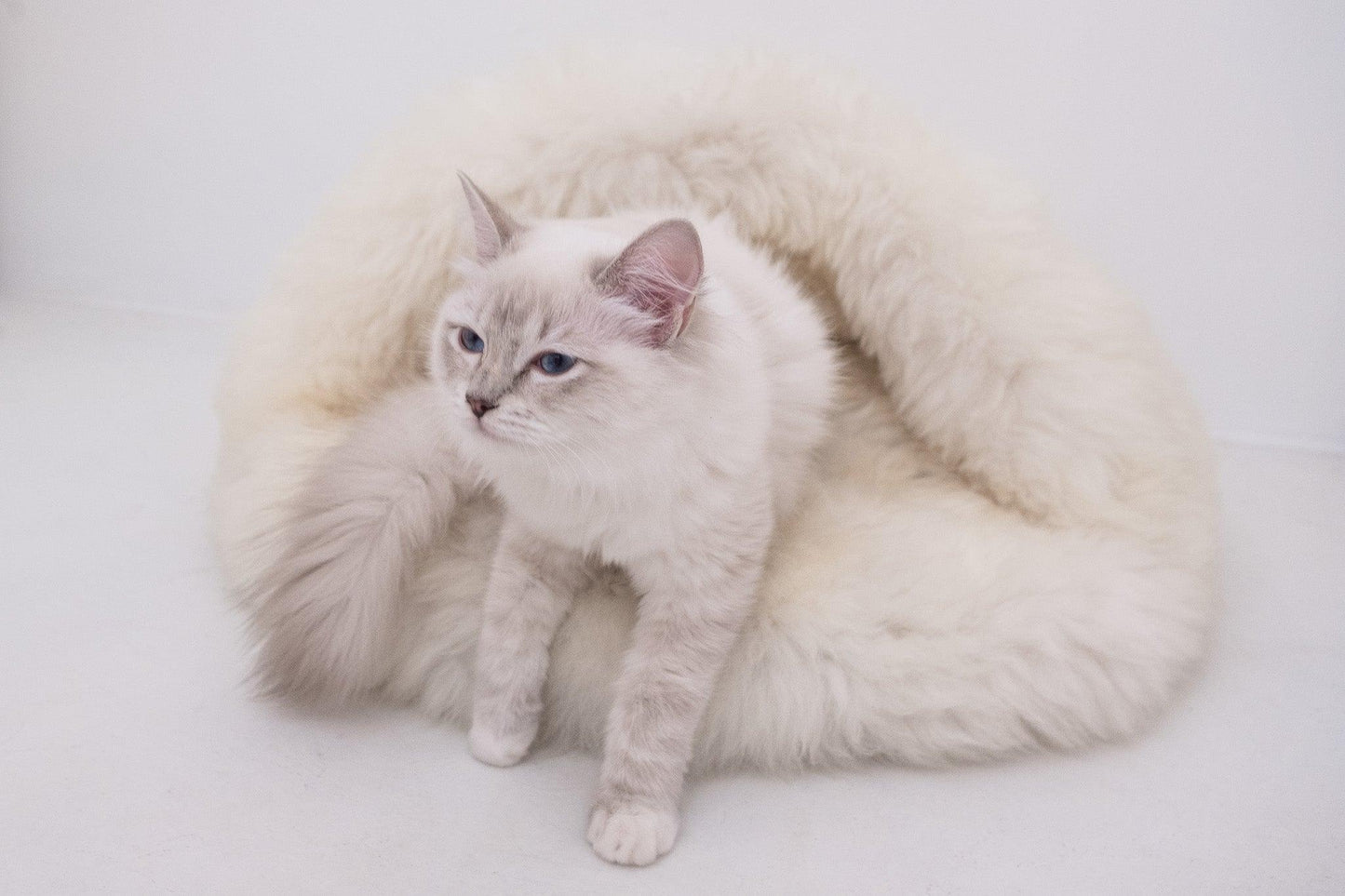 A white cat lounging on a fluffy Natural Sheepskin Pet Cave - White bed from Mellow Pet Store.