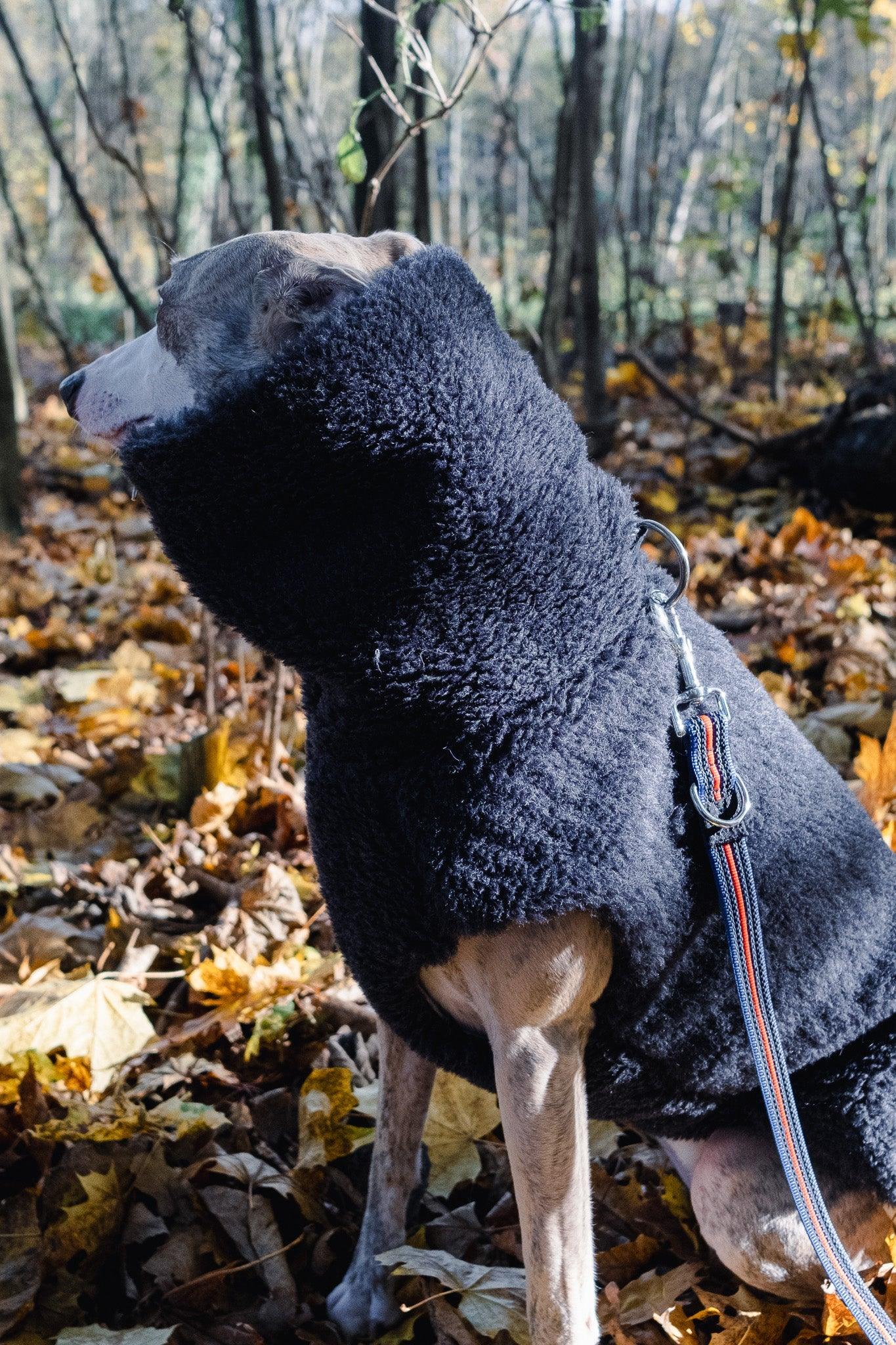 A dog in a Mellow Pet Store Woolen Dog Vest - Charcoal exploring the woods.
