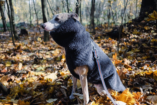 A greyhound wearing a Mellow Pet Store Woolen Dog Vest in Charcoal in the natural woods.