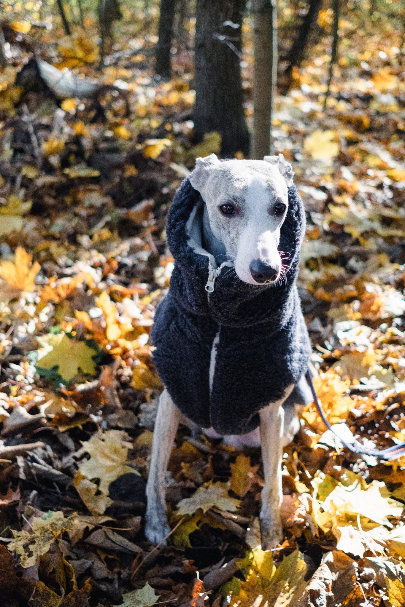 A greyhound wearing a Woolen Dog Vest - Charcoal from Mellow Pet Store in the woods, equipped with sustainable dog toys.