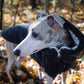 A greyhound wearing a Mellow Pet Store Woolen Dog Vest in Charcoal in the eco-friendly woods.