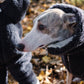 A greyhound sporting a Woolen Dog Vest in Charcoal from Mellow Pet Store.