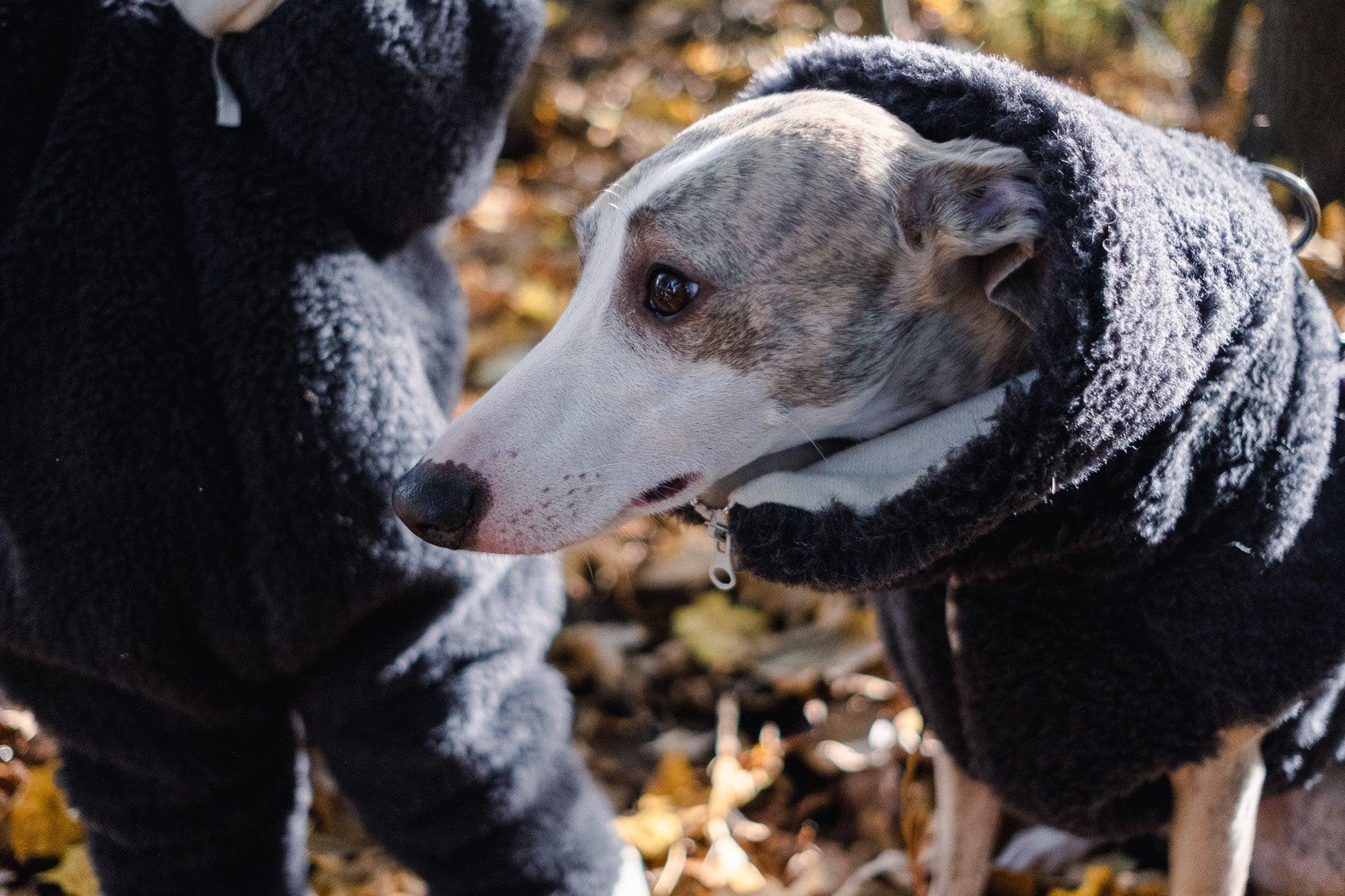 A greyhound sporting a Woolen Dog Vest in Charcoal from Mellow Pet Store.