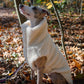 A greyhound wearing a Woolen Dog Vest - White from Mellow Pet Store in the woods, outfitted with organic pet accessories.