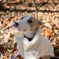 A greyhound dog in a Woolen Dog Vest - White exploring the woods with Organic pet accessories from Mellow Pet Store.