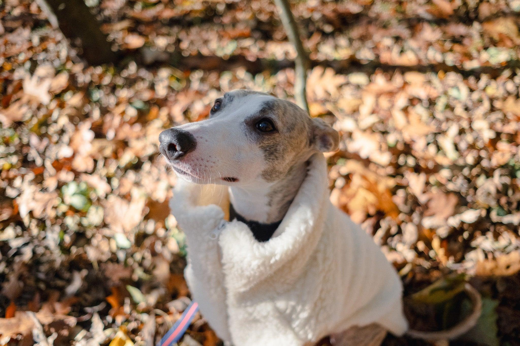 A greyhound dog in a Woolen Dog Vest - White exploring the woods with Organic pet accessories from Mellow Pet Store.