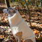 A greyhound wearing a Woolen Dog Vest in White from Mellow Pet Store stands in the woods, looking cozy and stylish.