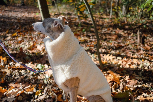A greyhound wearing a Woolen Dog Vest in White from Mellow Pet Store stands in the woods, looking cozy and stylish.