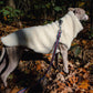 A greyhound in a Woolen Dog Vest - White from Mellow Pet Store roams the woods.