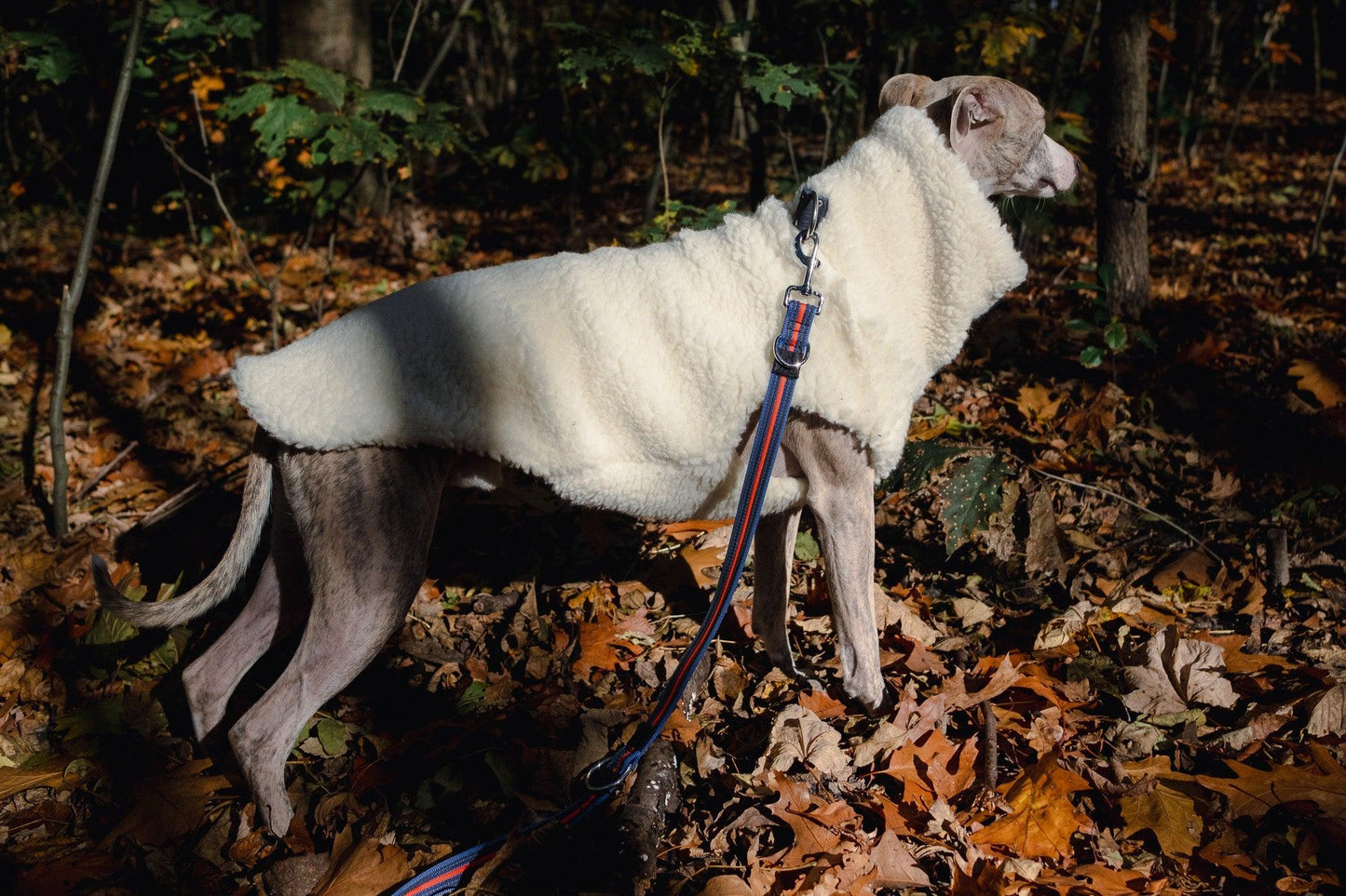 A greyhound in a Woolen Dog Vest - White from Mellow Pet Store roams the woods.