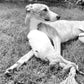 A greyhound dog relaxing on the grass with a Natural Sheepskin Dog Tug Toy from Mellow Pet Store.