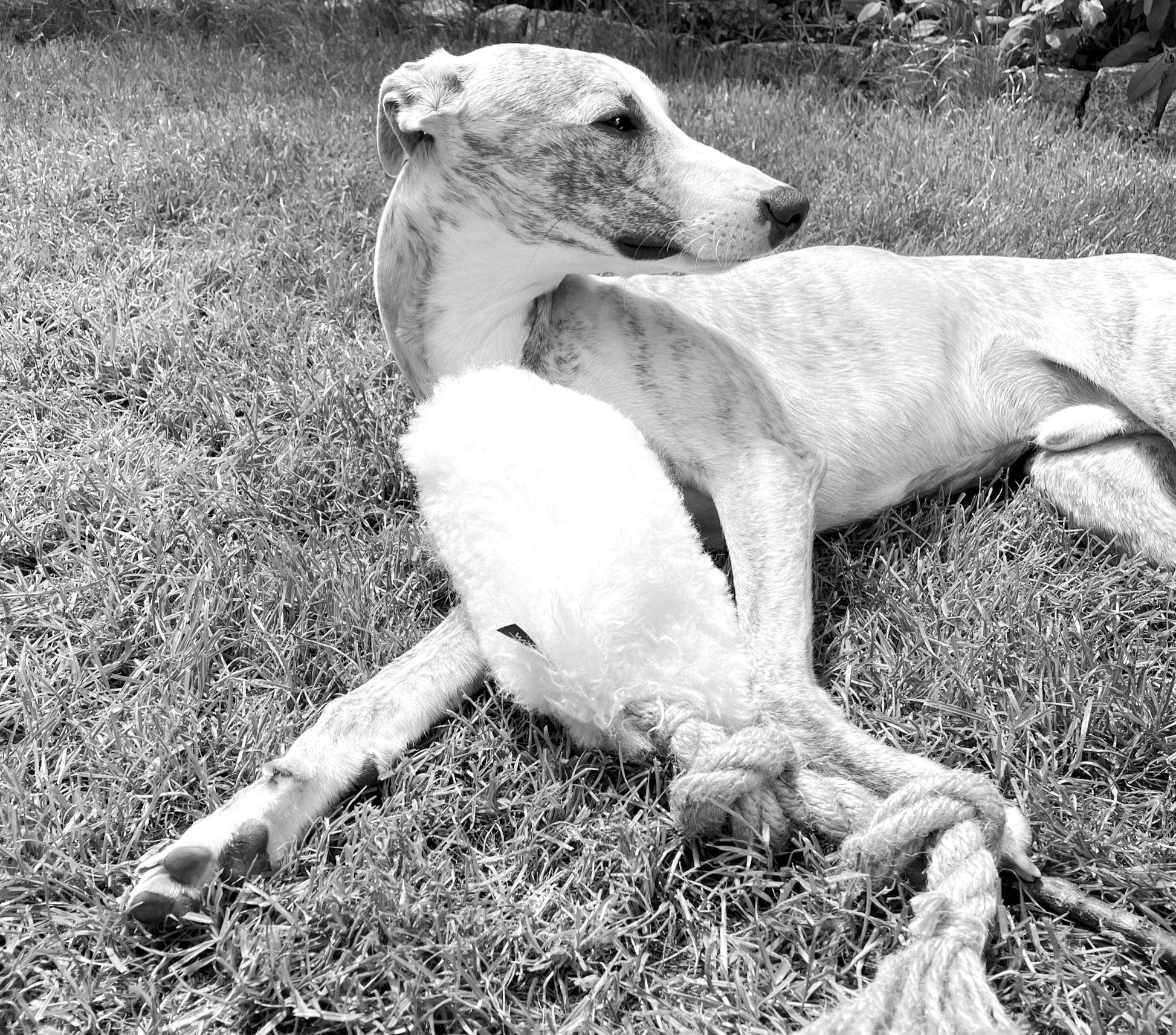 A greyhound dog relaxing on the grass with a Natural Sheepskin Dog Tug Toy from Mellow Pet Store.