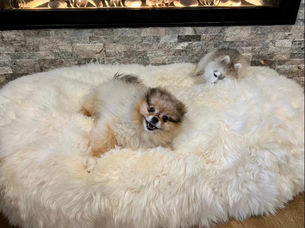 Two small dogs lounging on a Mellow Pet Store Oval Natural Sheepskin Pet Bed in front of a fireplace, surrounded by Eco-luxury pet supplies.