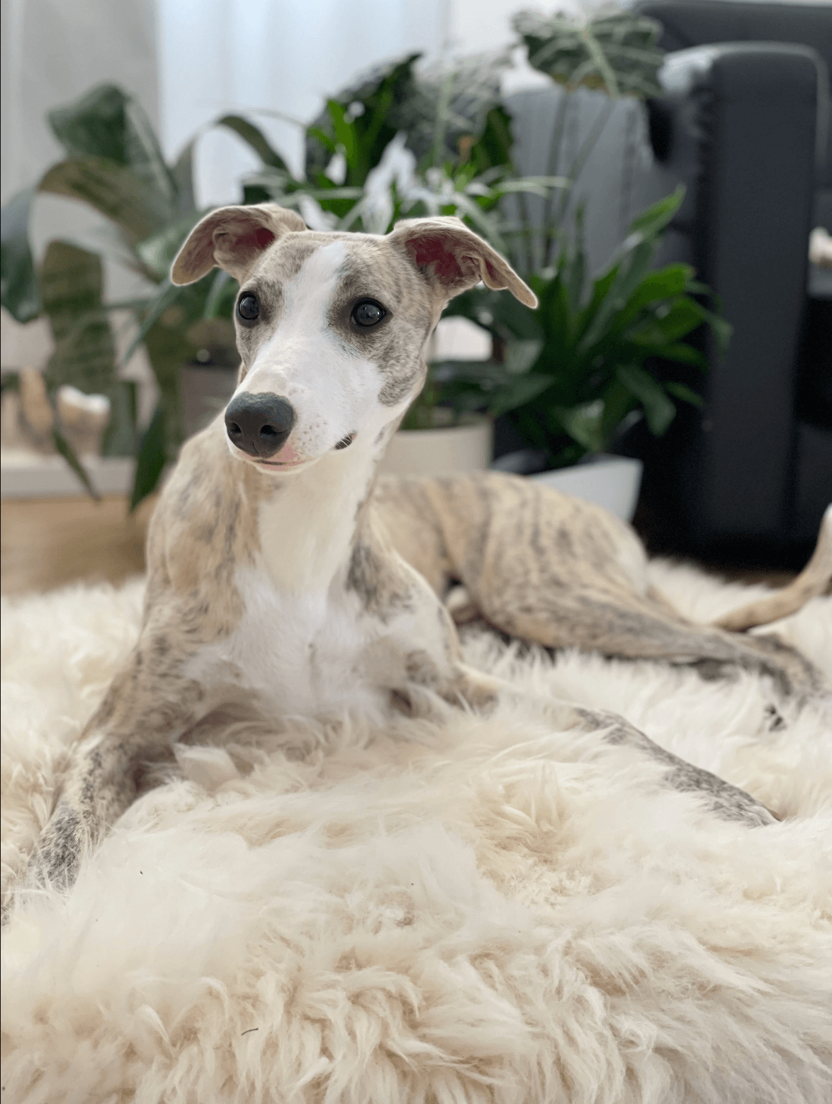 A greyhound lounges on a Square or Rectangular Natural Sheepskin Pet Mat - White from Mellow Pet Store in a cozy living room.