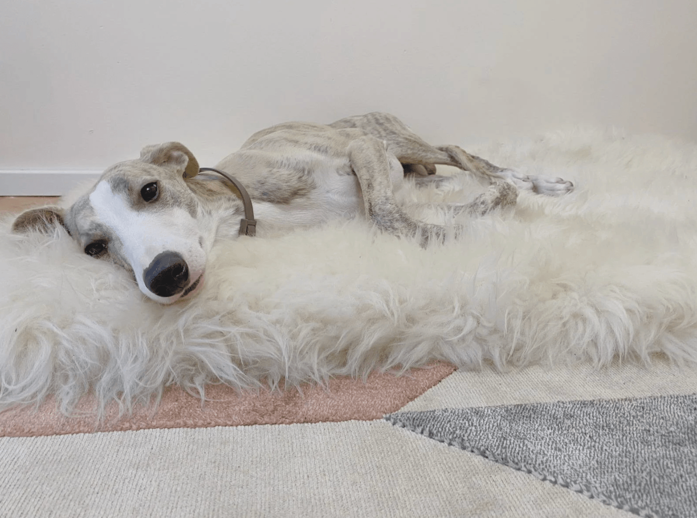 A greyhound dog lounging on a Square or Rectangular Natural Sheepskin Pet Mat in White from Mellow Pet Store.