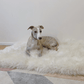 A greyhound dog relaxing on a Mellow Pet Store Square or Rectangular Natural Sheepskin Pet Mat in white, creating a cozy atmosphere.