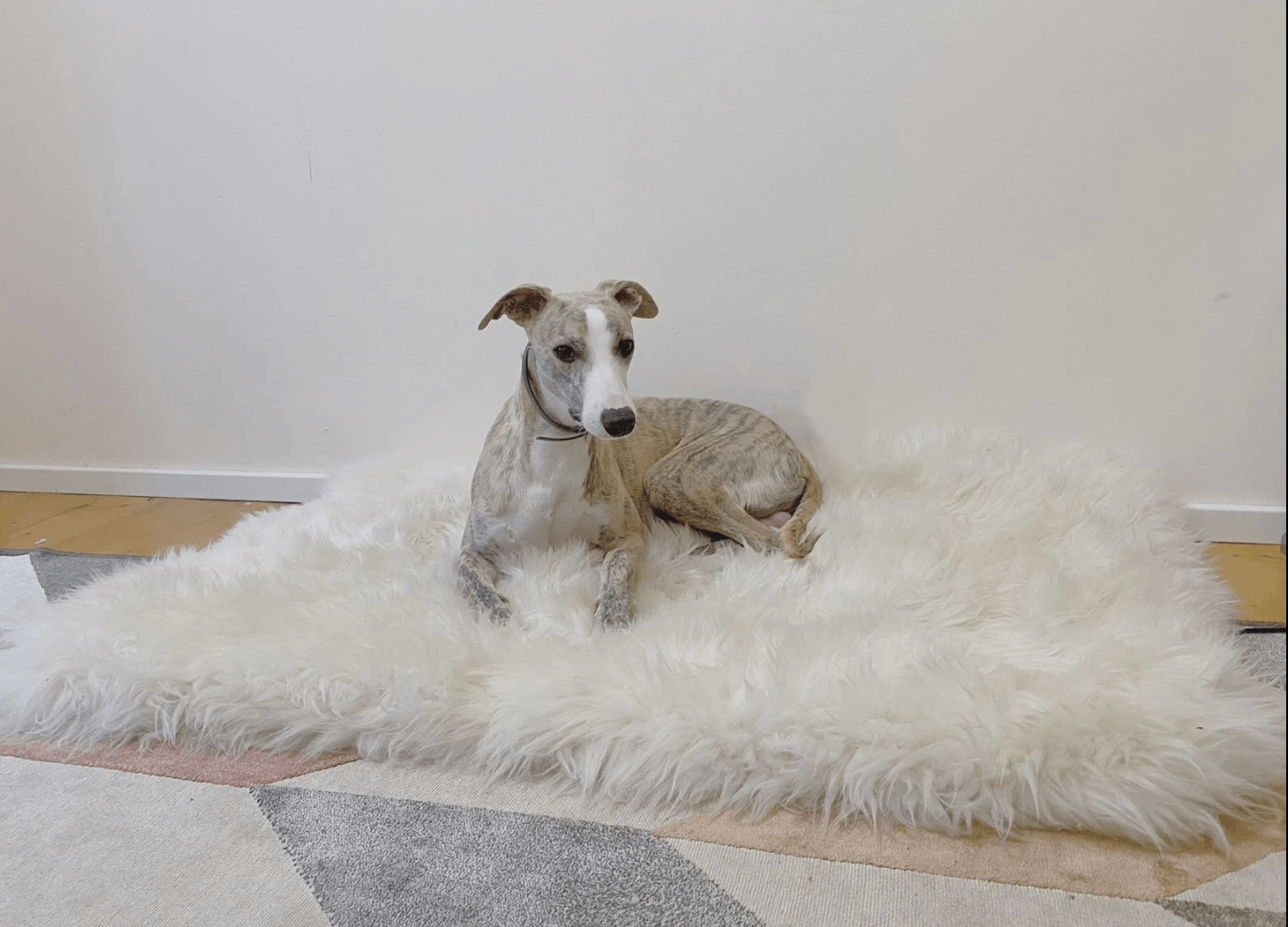 A greyhound dog relaxing on a Mellow Pet Store Square or Rectangular Natural Sheepskin Pet Mat in white, creating a cozy atmosphere.