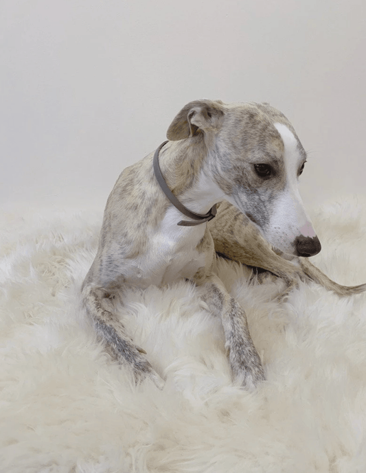 A greyhound dog lounging on a Square or Rectangular Natural Sheepskin Pet Mat in White, cozy and comfortable from Mellow Pet Store.
