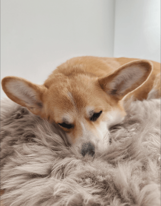 A corgi peacefully napping on a Square or Rectangular Natural Sheepskin Pet Mat in Greige from Mellow Pet Store.