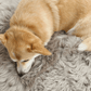 A dog resting on a Square or Rectangular Natural Sheepskin Pet Mat from Mellow Pet Store, creating a cozy and hypoallergenic space for your pet.
